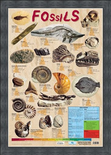 Framed Framed Fossils - Educational Chart