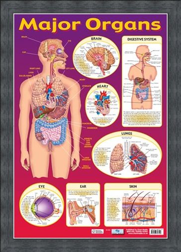 Framed Framed Find Your Way Around the Human Body! - Major Organs of The Body