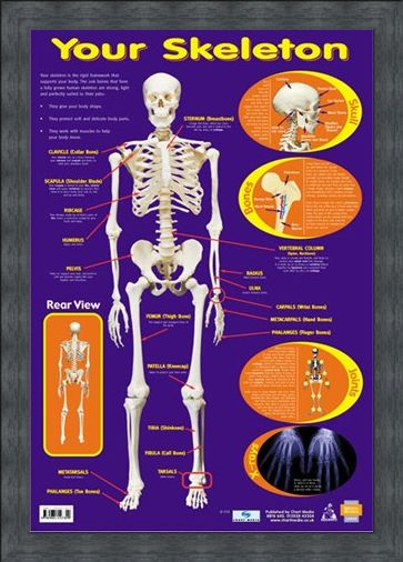 Framed Framed Your Skeleton - 206 Bones In The Body