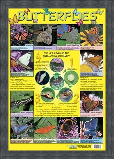 Framed Framed Butterflies - Life Cycle