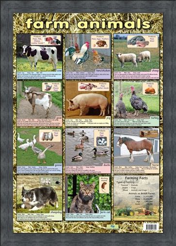 Framed Framed Farm Animals - Down On The Farm