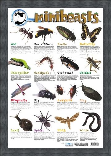 Framed Framed Mini Beast - Creepy Crawlies
