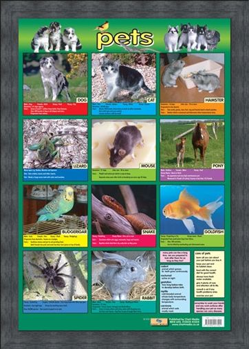 Framed Framed Pets - Not Just For Christmas!
