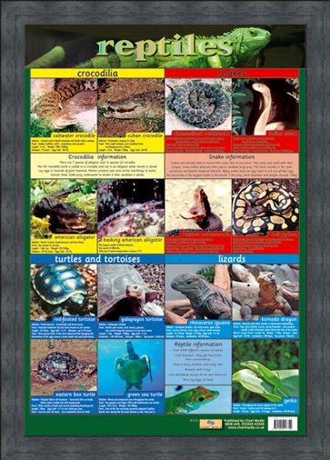 Framed Framed Reptiles - Snake, Rattle and Roll