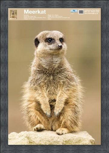 Framed Framed Animal World - The Meerkat