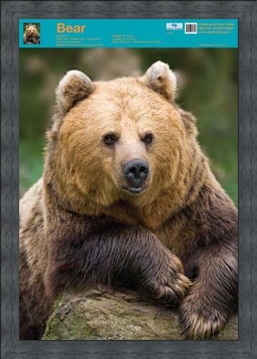 Framed Framed Nature's Big Teddy Bear - Bear