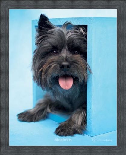 Framed Framed Maximus the Puppy - By Rachael Hale