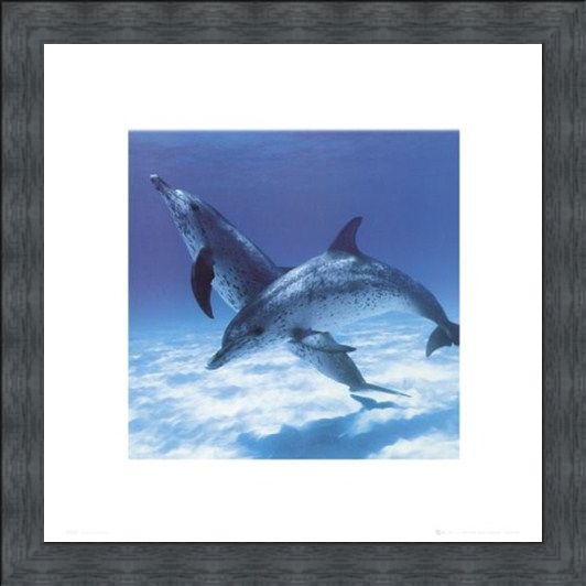 Framed Framed A Pair Of Bottle Nose Dolphins - Daniel McCulloch