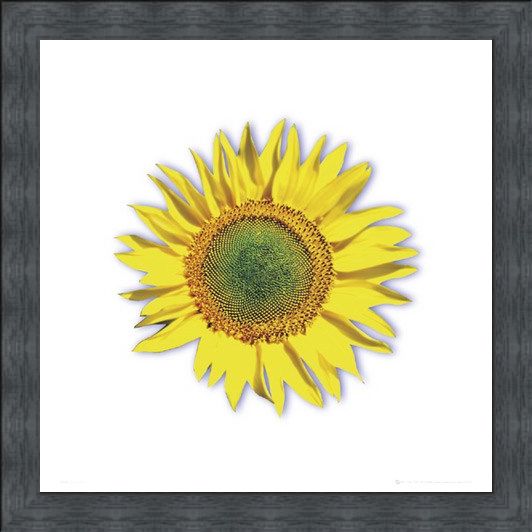 Framed Framed Sunflower - Solitary Bloom