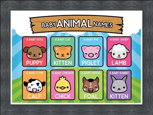 Framed Framed Baby Animal Names - Learning Is Fun