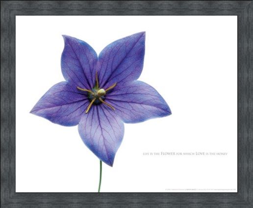 Framed Framed Life is the Flower - Love