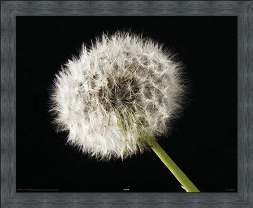 Framed Framed Dandelion - Macro Photography