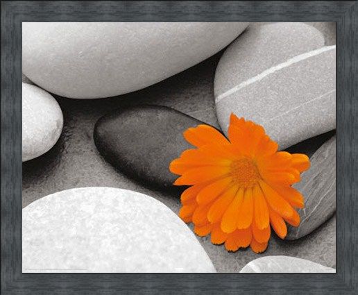 Framed Framed Marigold and Pebbles - Bright Flower amongst Stones