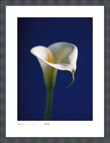 Framed Framed Arum Lily, White on Blue Background - Alex Sedgwick
