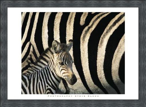 Framed Framed Zebra Stripes & Foal - Steve Bloom