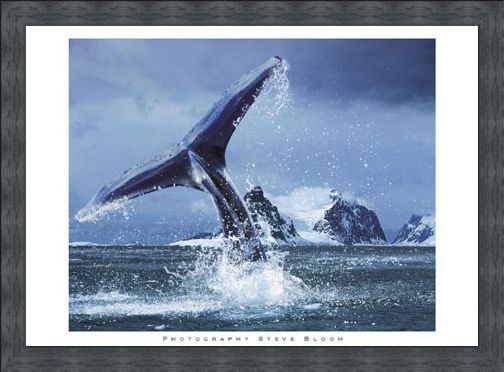 Framed Framed Antarctica - Steve Bloom
