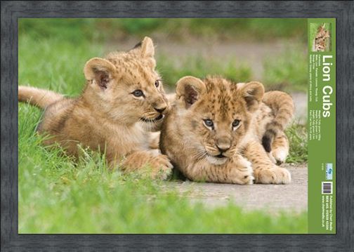 Framed Framed Lion Cubs - Fun Facts