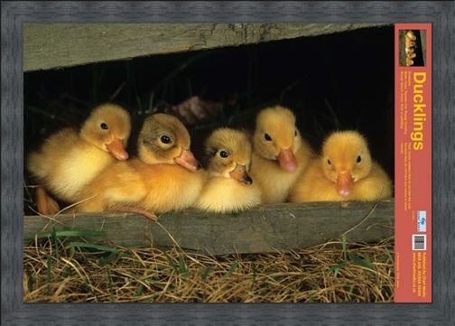 Framed Framed Fluffy Friends - All About Ducklings