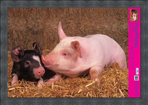 Framed Framed Curly Tailed Cutie - Piglets