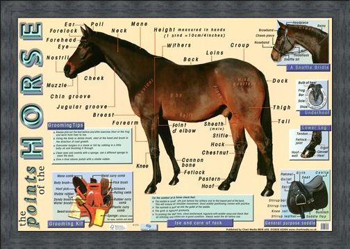 Framed Framed Points of the Horse - Equine Care