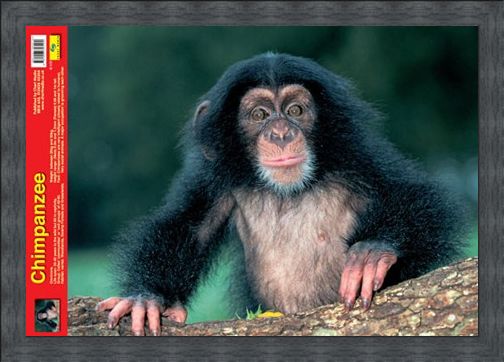 Framed Framed Animal World - Chimpanzee
