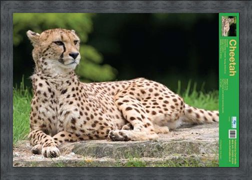 Framed Framed The Cheetah - Wild Facts