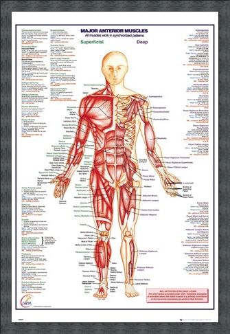 Framed Framed Major Anterior Muscles - Human Body