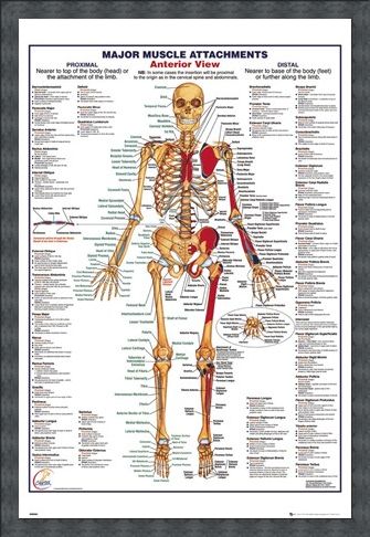 Framed Framed Major Muscle Attachments Anterior - Human Body