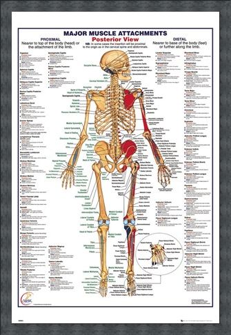 Framed Framed Major Muscle Attachments Posterior - Human Body