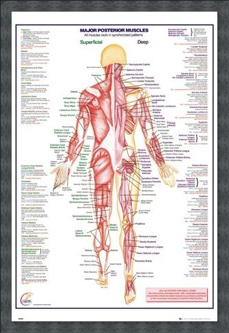 Framed Framed Major Posterior Muscles - Human Body