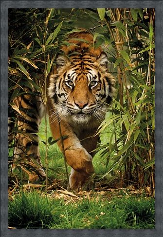Framed Framed King Of The Jungle - Bamboo Tiger