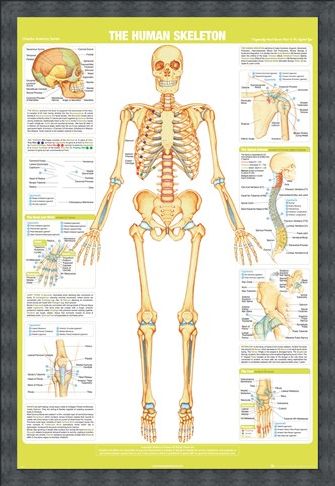 Framed Framed Skeleton - Chartex Anatomy