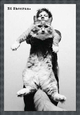 Framed Framed Fat Cat - Ed Sheeran