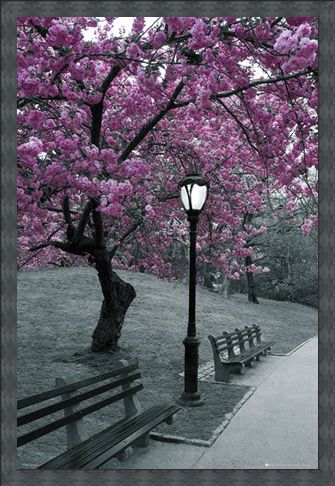 Framed Framed Blossom in Central Park - Cherry tree in blossom