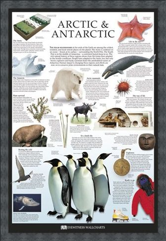 Framed Framed The Arctic & Antarctic - Dorling Kindersley