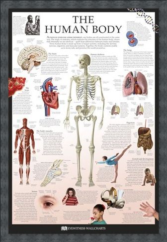 Framed Framed The Human Body - Dorling Kindersley