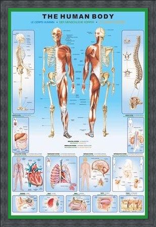Framed Framed The Human Body and it's Organs - Human Biology