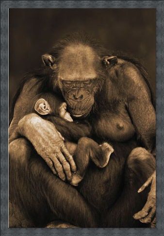 Framed Framed Motherhood - Chimpanzee with Child