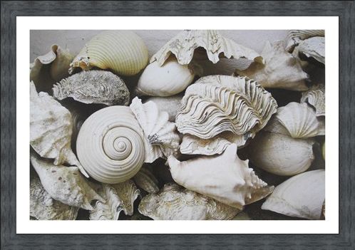Framed Framed Still Life with Shells - Rene and Barbara Stoeltie