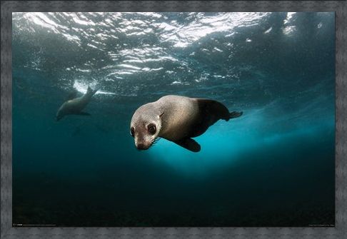 Framed Framed Diving The Depths - Australian Fur Seal