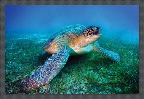 Framed Framed Loggerhead Sea Turtle - Animal