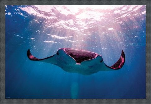 Framed Framed Manta Ray - Animal Photography