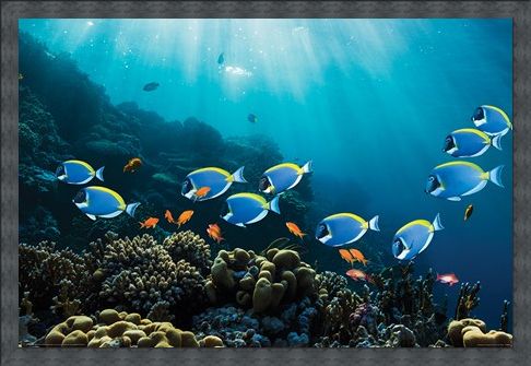 Framed Framed Tropical Waters - Surgeonfish & Goldies
