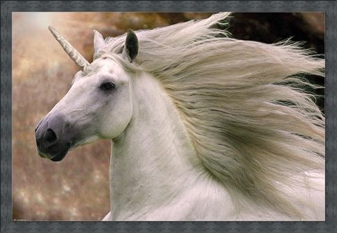 Framed Framed Unicorn - Bob Langrish
