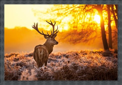 Framed Framed Golden Stag - Wildlife Wonders of The Sunrise