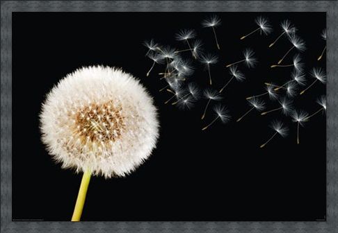 Framed Framed Dandelion Dream - Fly Away