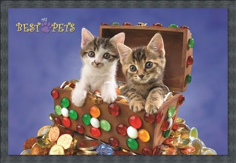 Framed Framed Kitten Treasure - My Best Pets