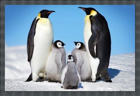 Framed Framed Penguin Harmony - Penguin Family