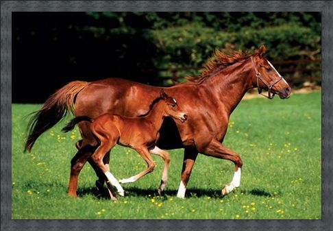 Framed Framed Chestnut Mare and Foal - The Beauty of Horses