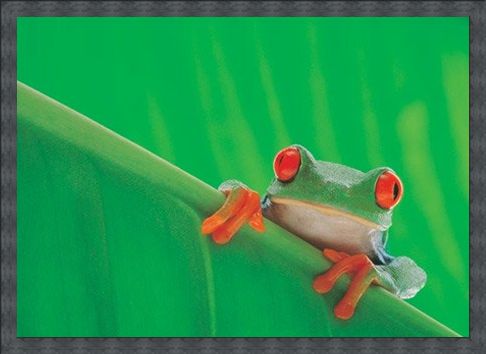 Framed Framed Red Eyed Frog - Nature